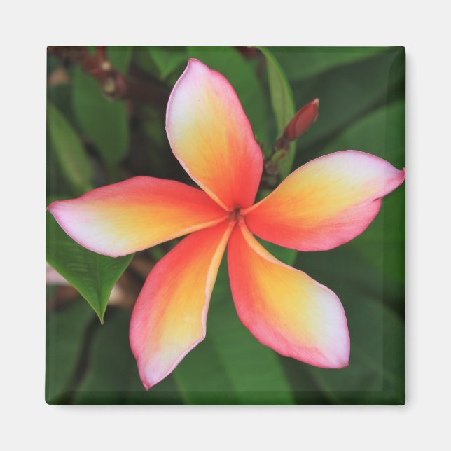 Imán Flor de Frangipani (Frente)