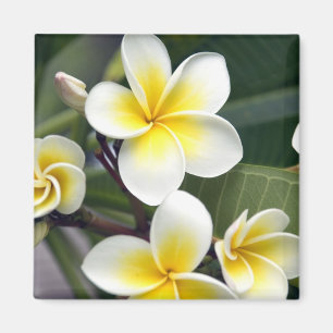 Imán flor de frangipani Islas Cook
