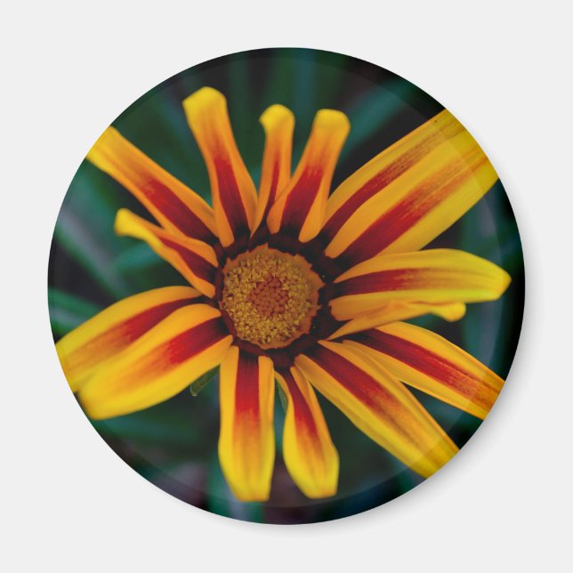 Imán Flor de Gazania (Frente)
