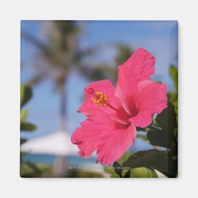 Imán Flor de hibiscos rosa (Frente)