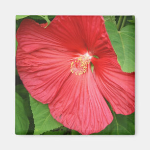 Imán Flor de Hibiscus brillante flor magenta