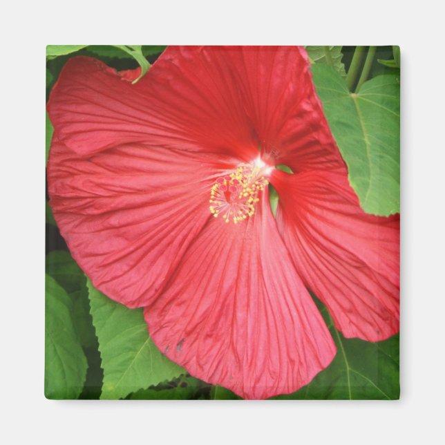 Imán Flor de Hibiscus brillante flor magenta (Frente)