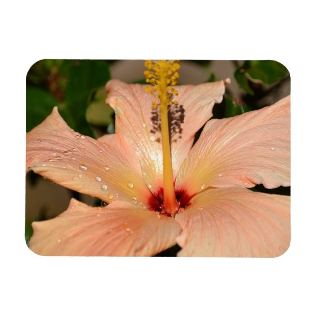 Imán Flor de Hibiscus peach (Horizontal)