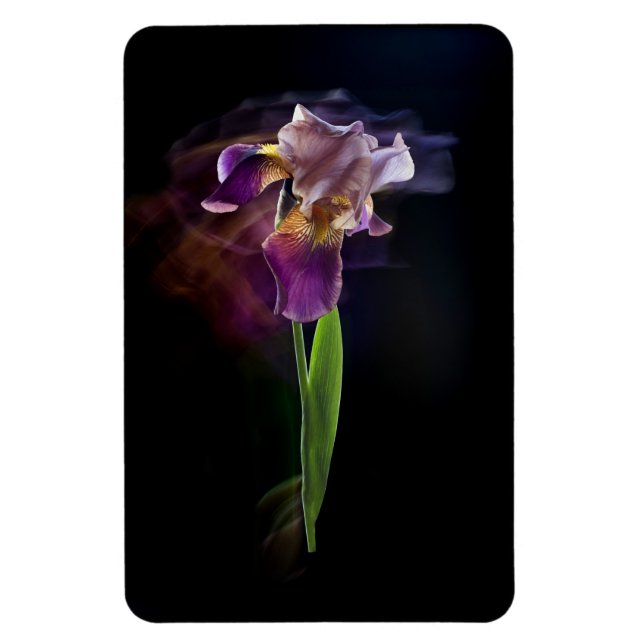 Imán Flor de Iris Abstracta – Arte Floral Elegante (Vertical)