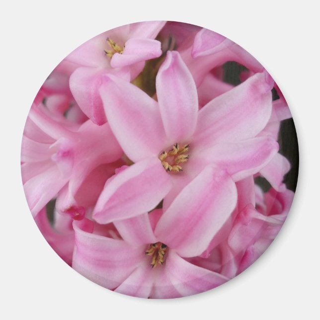 Imán flor de jacinto rosa (Frente)