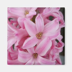 Imán flor de jacinto rosa