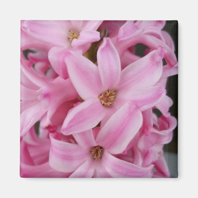 Imán flor de jacinto rosa (Frente)