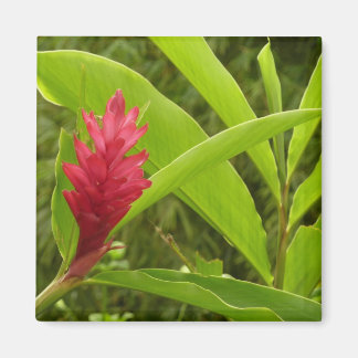 Imán Flor de jengibre rojo (Alpinia) Tropical