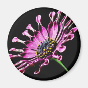 Imán Flor de la margarita africana