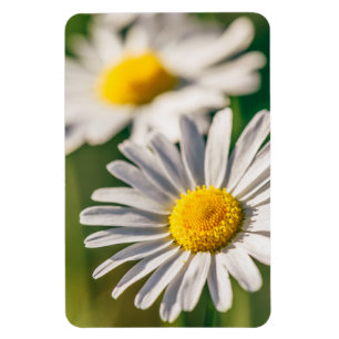Imán Flor de la margarita del prado