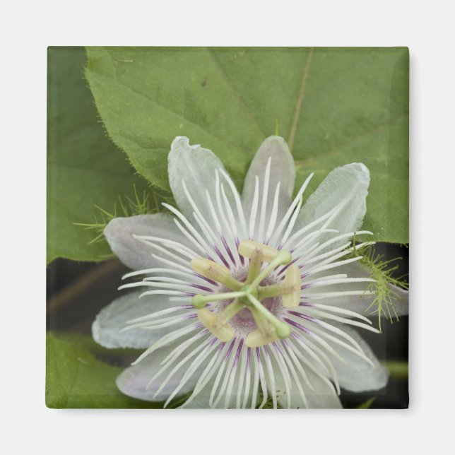 Imán Flor de la Pasión de Galápagos Passiflora foetida (Frente)