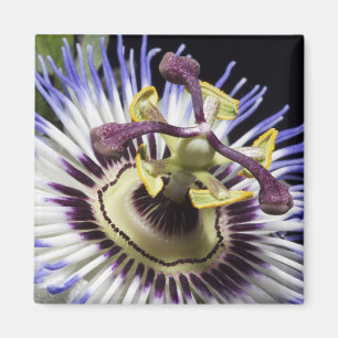 Imán Flor de la pasión primer plano (MR)