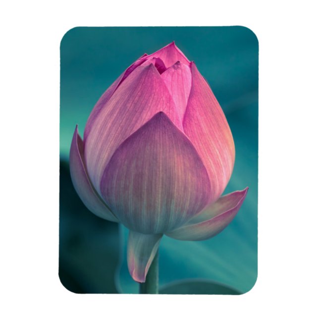Imán Flor de Lily Water (Vertical)