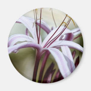 Imán Flor de lirio rosa suave arte fotográfico botánico