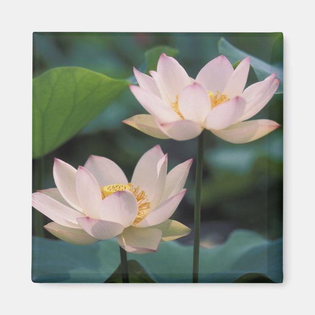 Imán Flor de loto en flor, China (Frente)