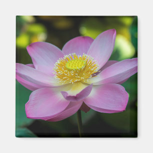 Imán Flor de loto florecida, Indonesia