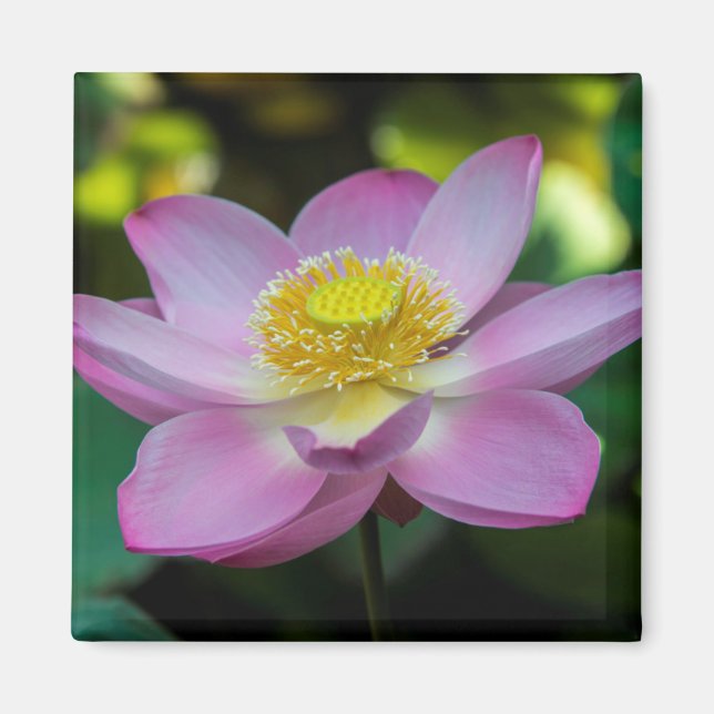 Imán Flor de loto florecida, Indonesia (Frente)