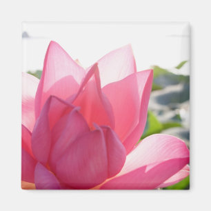 Imán flor de loto [Nelumbo speciosum] en plena floració
