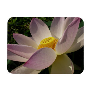 Imán Flor de Loto Rosa III Floral de Verano