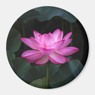 Imán Flor de Lotus