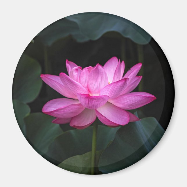 Imán Flor de Lotus (Frente)