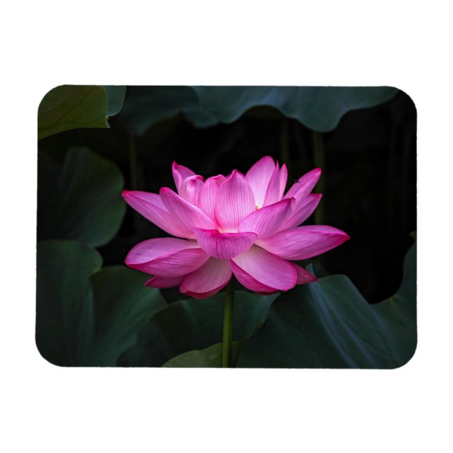Imán Flor de Lotus (Horizontal)