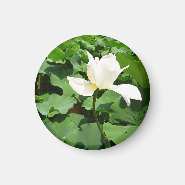 Imán Flor de Lotus blanco (Frente)