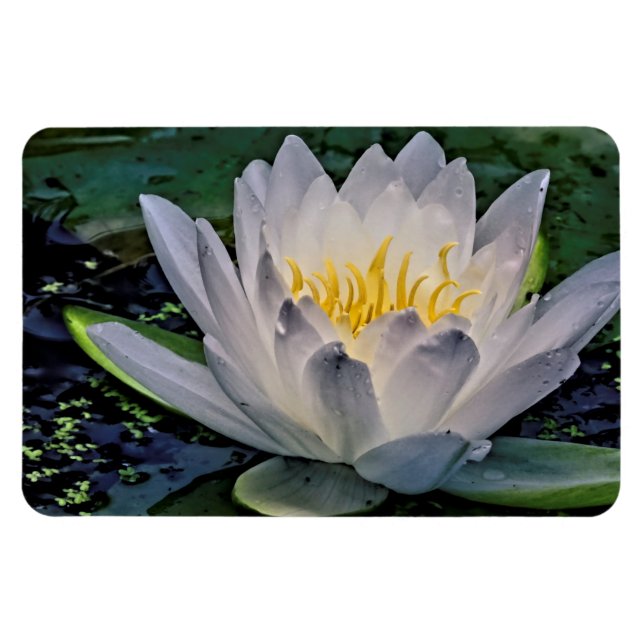 Imán Flor de Lotus blanco brillante (Horizontal)