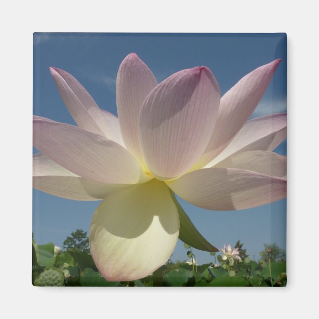Imán Flor de Lotus y cielo azul II (Frente)