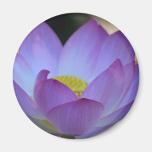 Imán Flor de Lotus y su significado