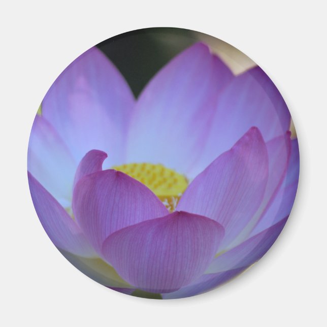 Imán Flor de Lotus y su significado (Frente)