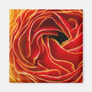 Imán Flor de macro  Campos de flores Carlsbad, CA