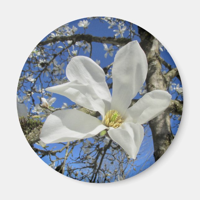 Imán Flor de magnolia blanca en el árbol. (Frente)