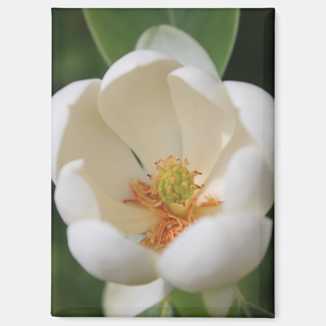 Imán flor de magnolia blanca foto - (Anverso)