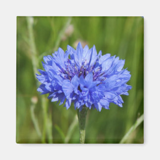 Imán Flor de maíz azul en verde pradera inglesa