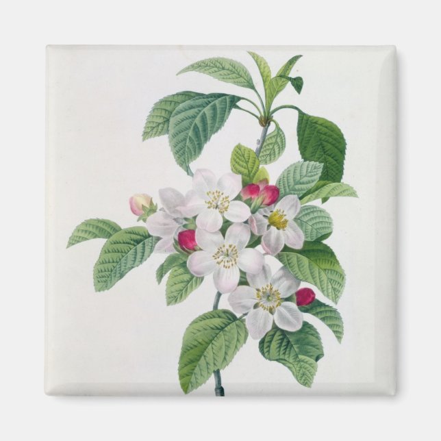 Imán Flor de manzana, de 'Les Choix des Plus Belles' (Frente)