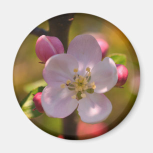 Imán Flor de manzano en primavera