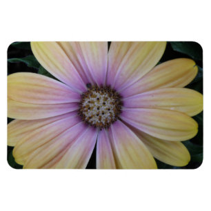 Imán Flor de margarita amarilla y morada