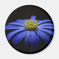 Flor de margarita azul Gerbera en un fondo negro