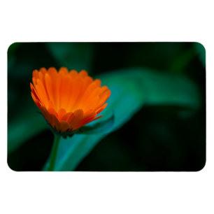 Imán flor de margarita naranja