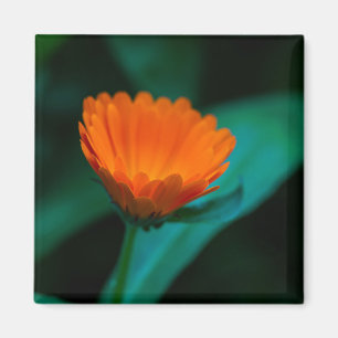 Imán flor de margarita naranja