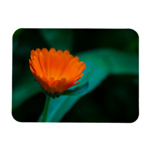 Imán flor de margarita naranja