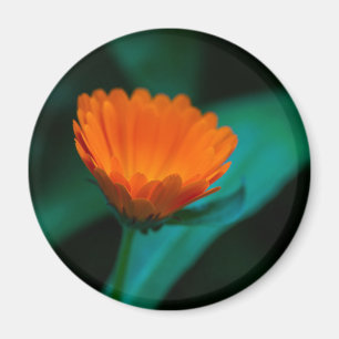 Imán Flor de margarita naranja