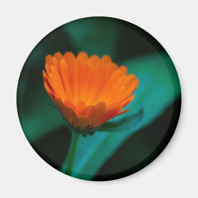Imán Flor de margarita naranja (Frente)