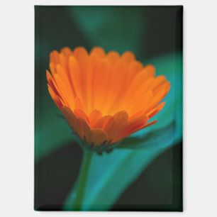 Imán flor de margarita naranja