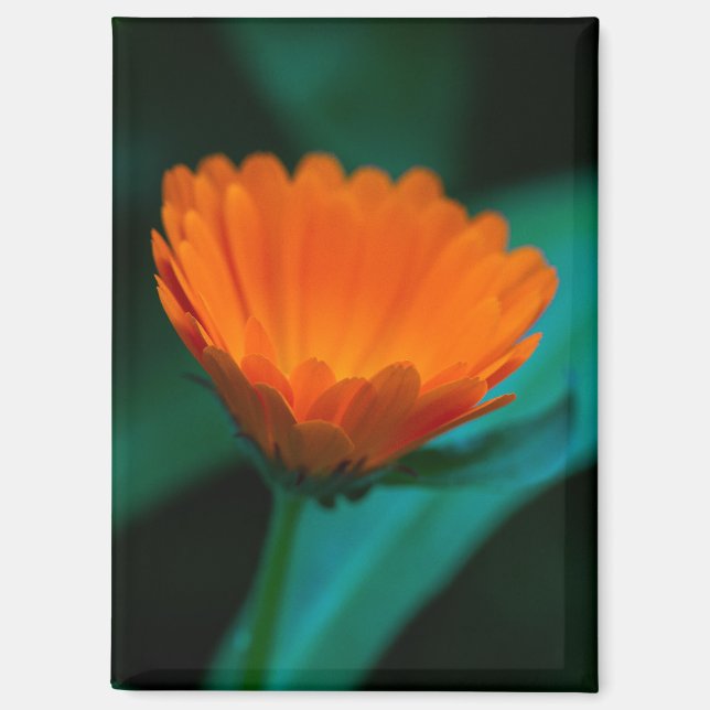 Imán flor de margarita naranja (Anverso)