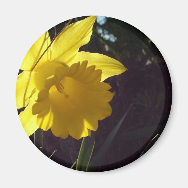 Imán flor de narciso amarillo en la luz del sol (Frente)
