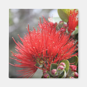 Imán Flor de Ohia Lehua