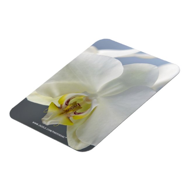 Imán Flor de orquídea blanca (Lado Izquierdo)