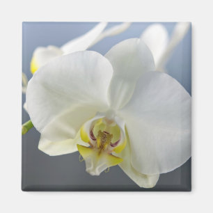 Imán Flor de orquídea blanca
